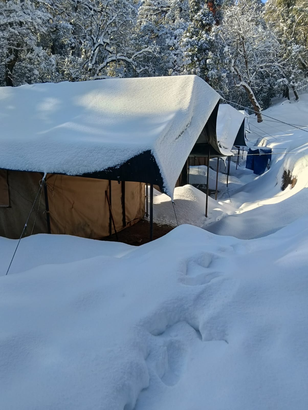 Flycatcher Jungle Camps